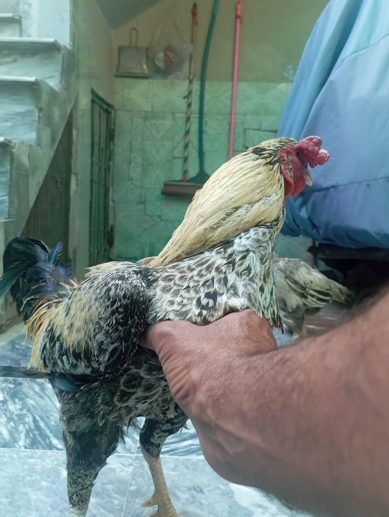 Cocks 3