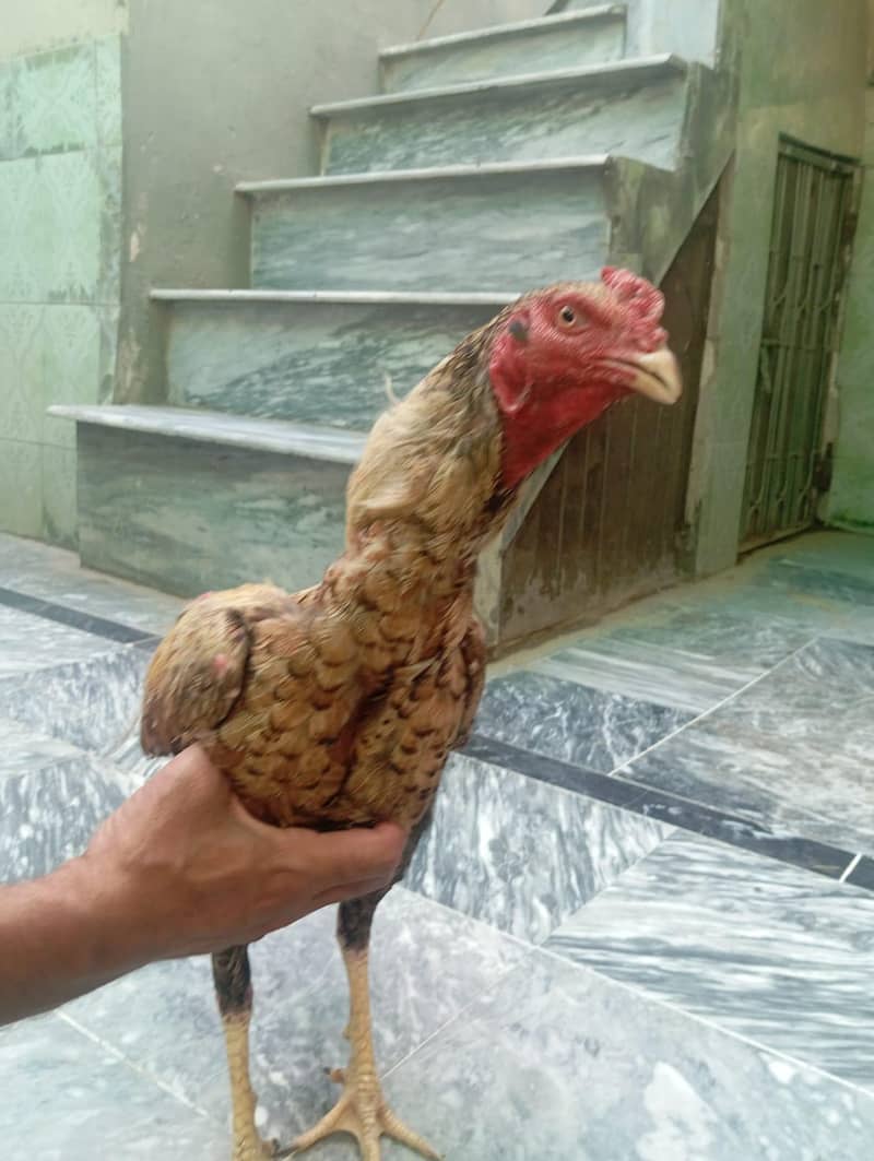 Cocks 4