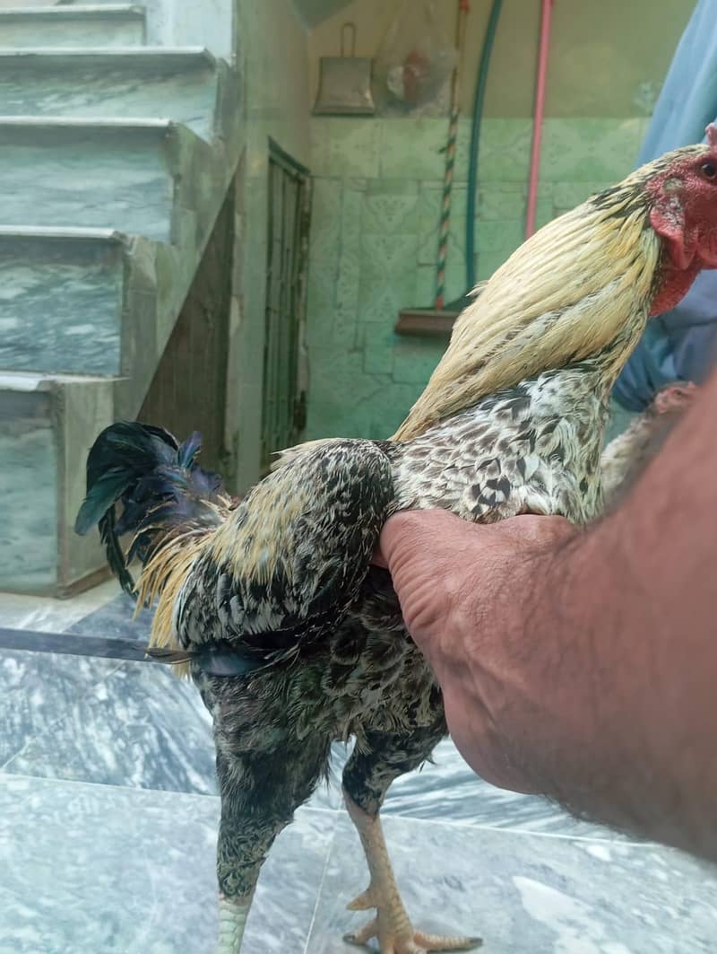 Cocks 5