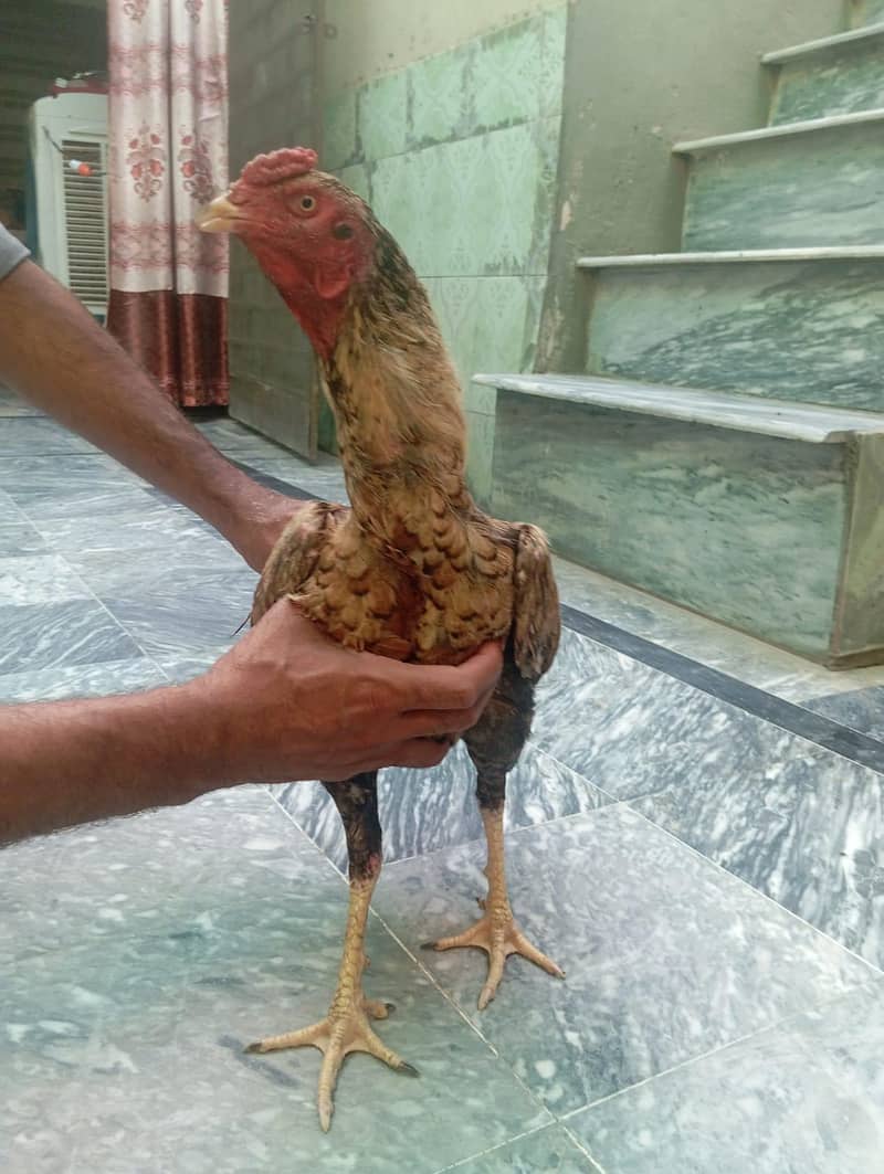 Cocks 6