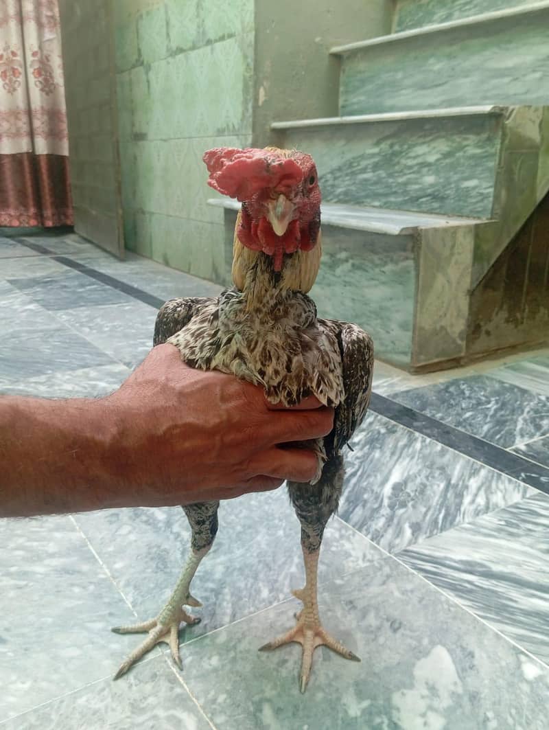 Cocks 7