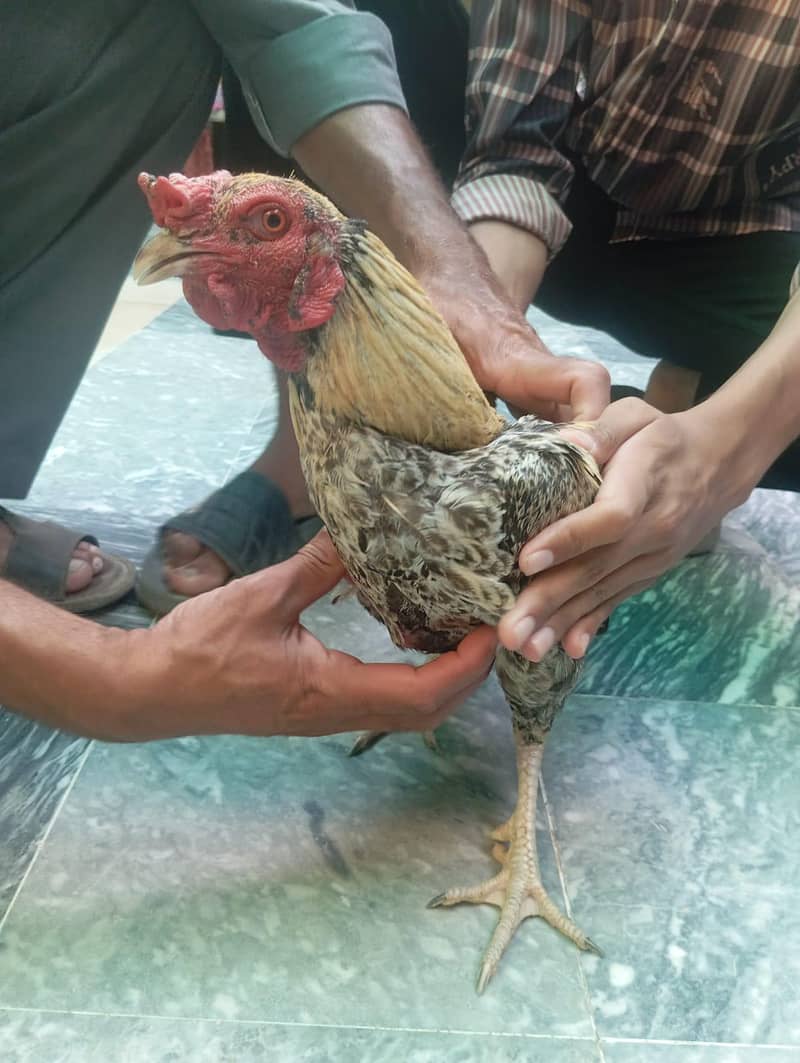 Cocks 8