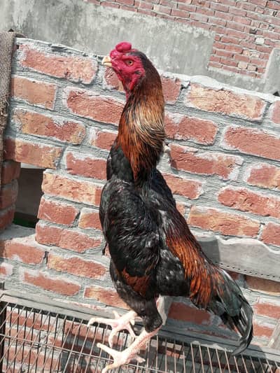 Japanese  shamo chicks available. 4mle 2female
