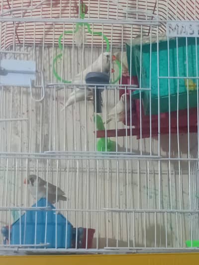 finch wtih cage