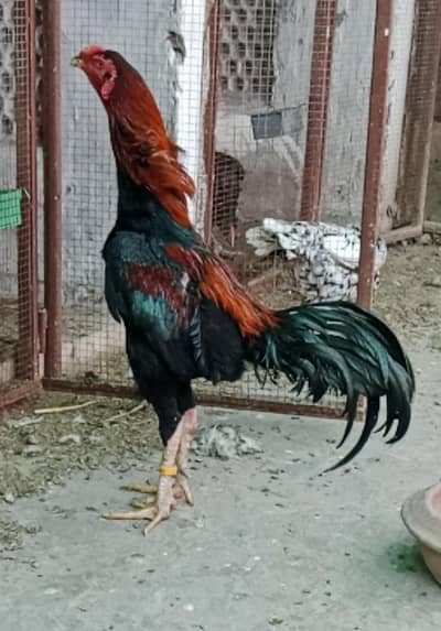 TOP QUALITY Amroha Male