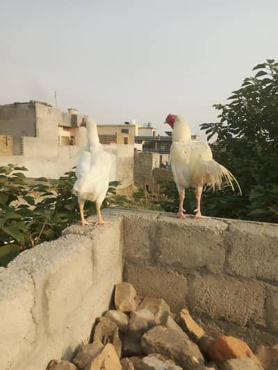 Aseel Hens pair for sale