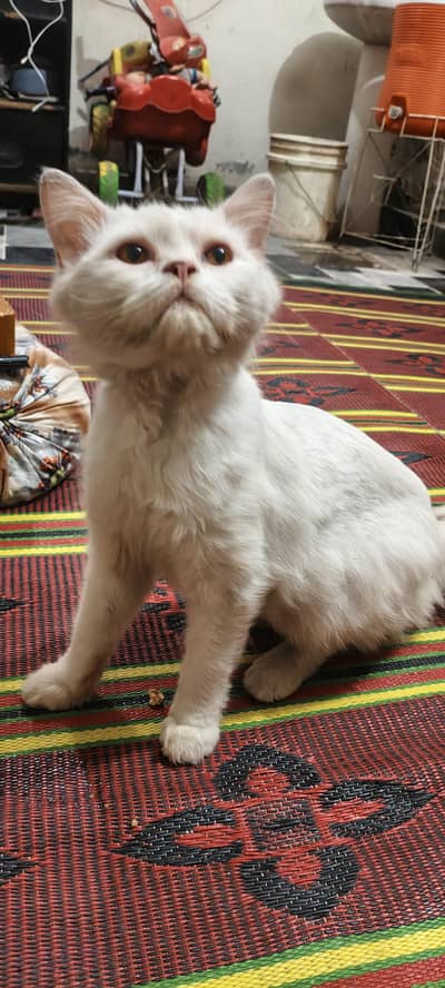 Persian cat for sale