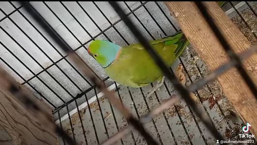 Confirm Breader pair