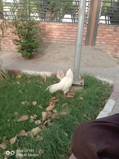 Aseel Heera mianwali white paper