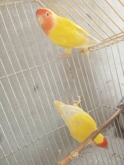parrot urgent sale