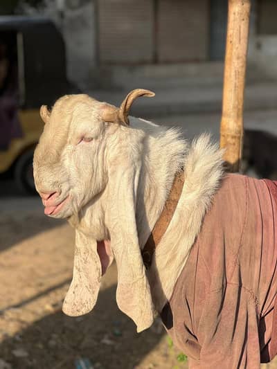 Gulabi bakra Hn Andu
