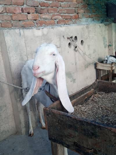 rajan puri bakri
