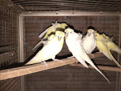 hogoromo males for sale