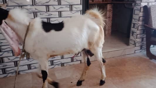 qarbani ka bakra 03002838093 for sale
