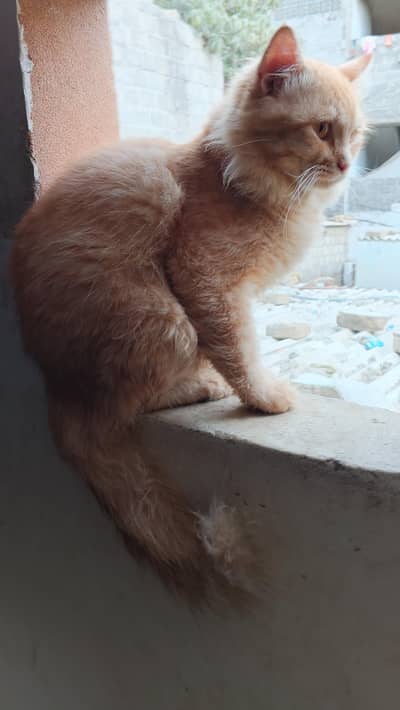 pershion cats male&female 03272489141