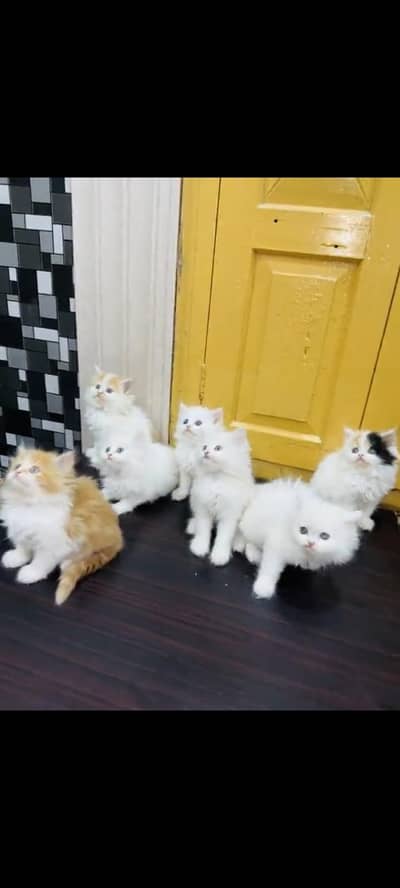 persian cat for sale MywatsapppNumber0348-55-58-176