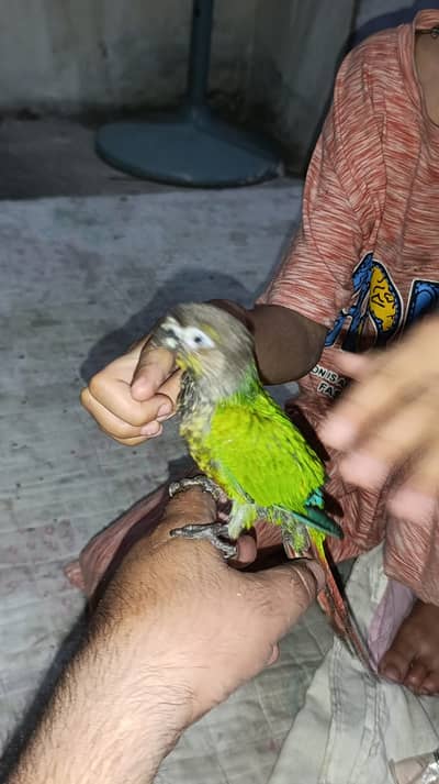 sunconure
