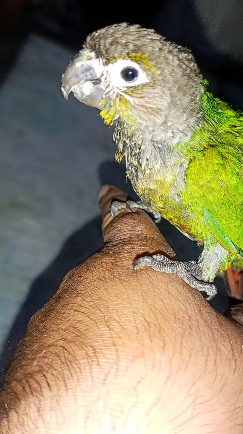 sunconure 1
