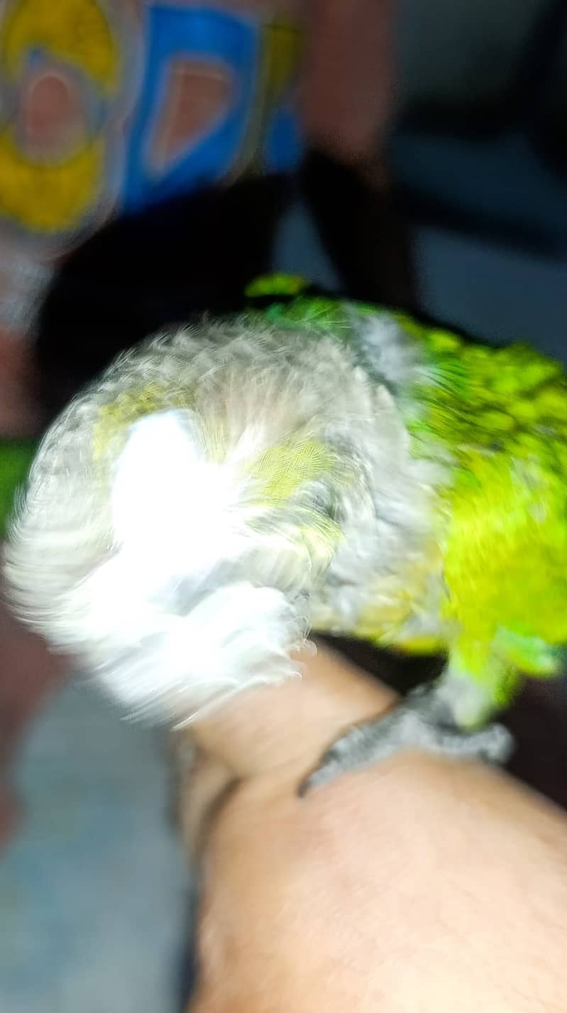 sunconure 2