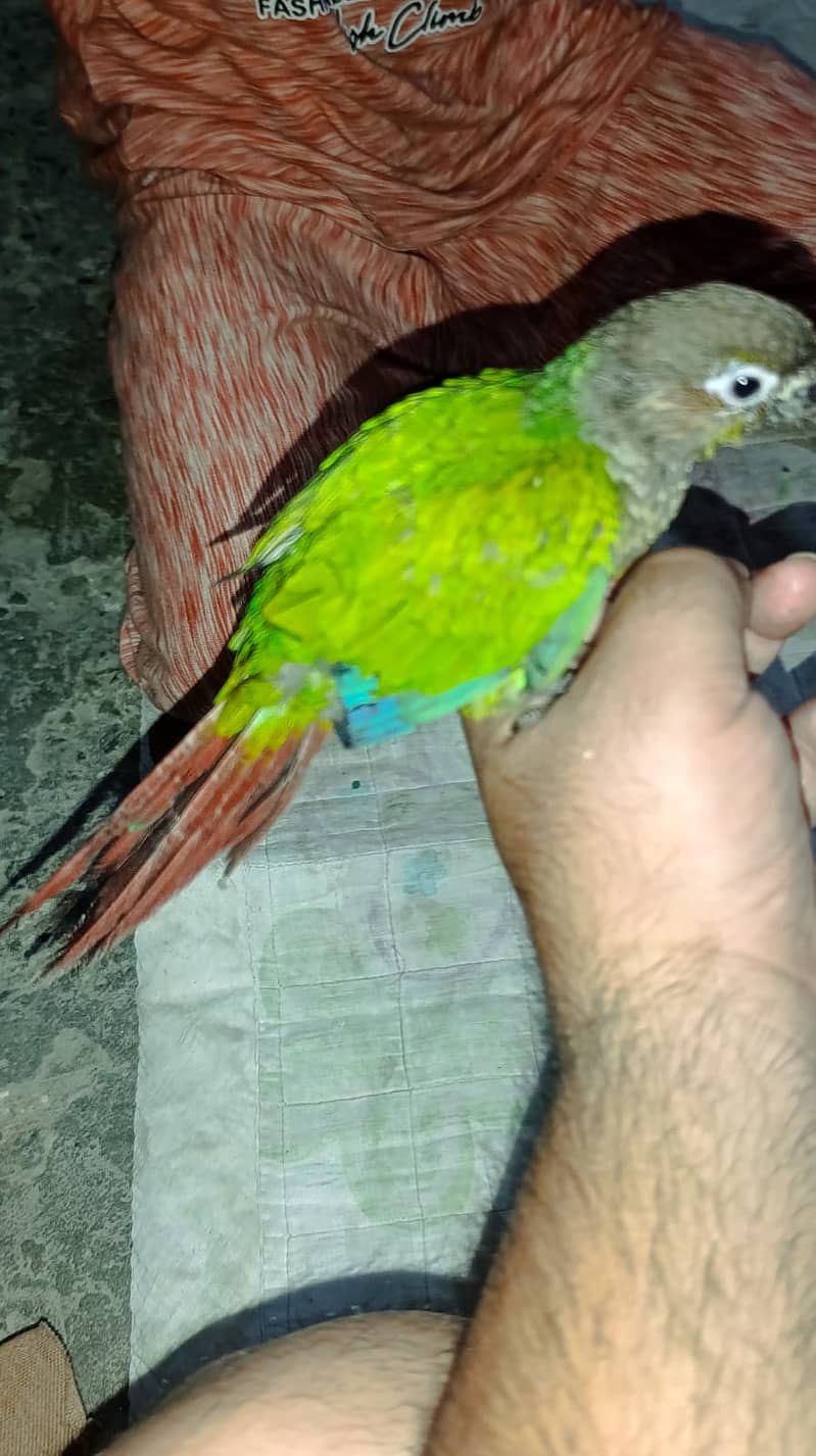 sunconure 3