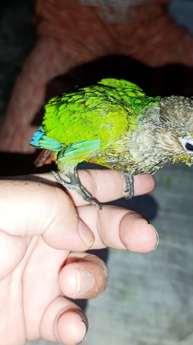 sunconure 4
