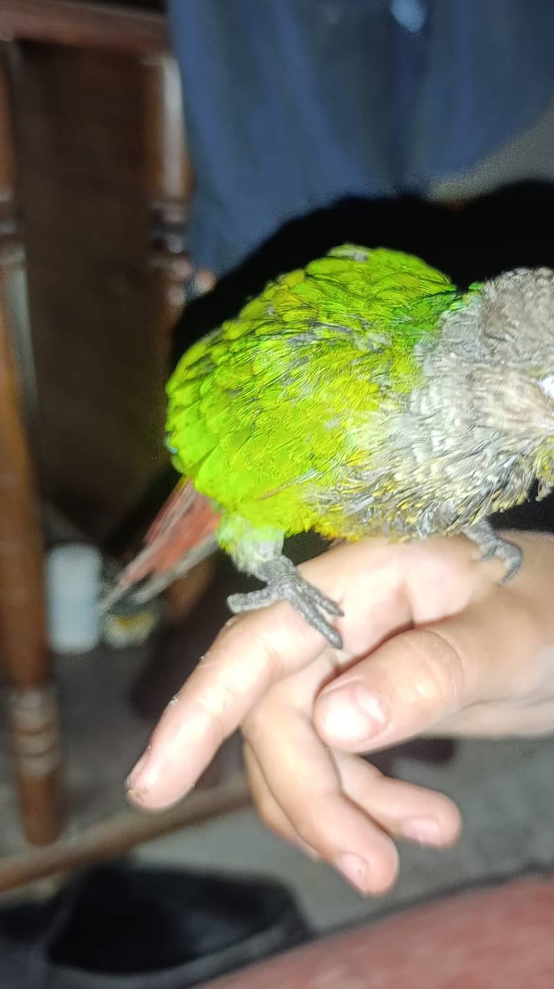 sunconure 5