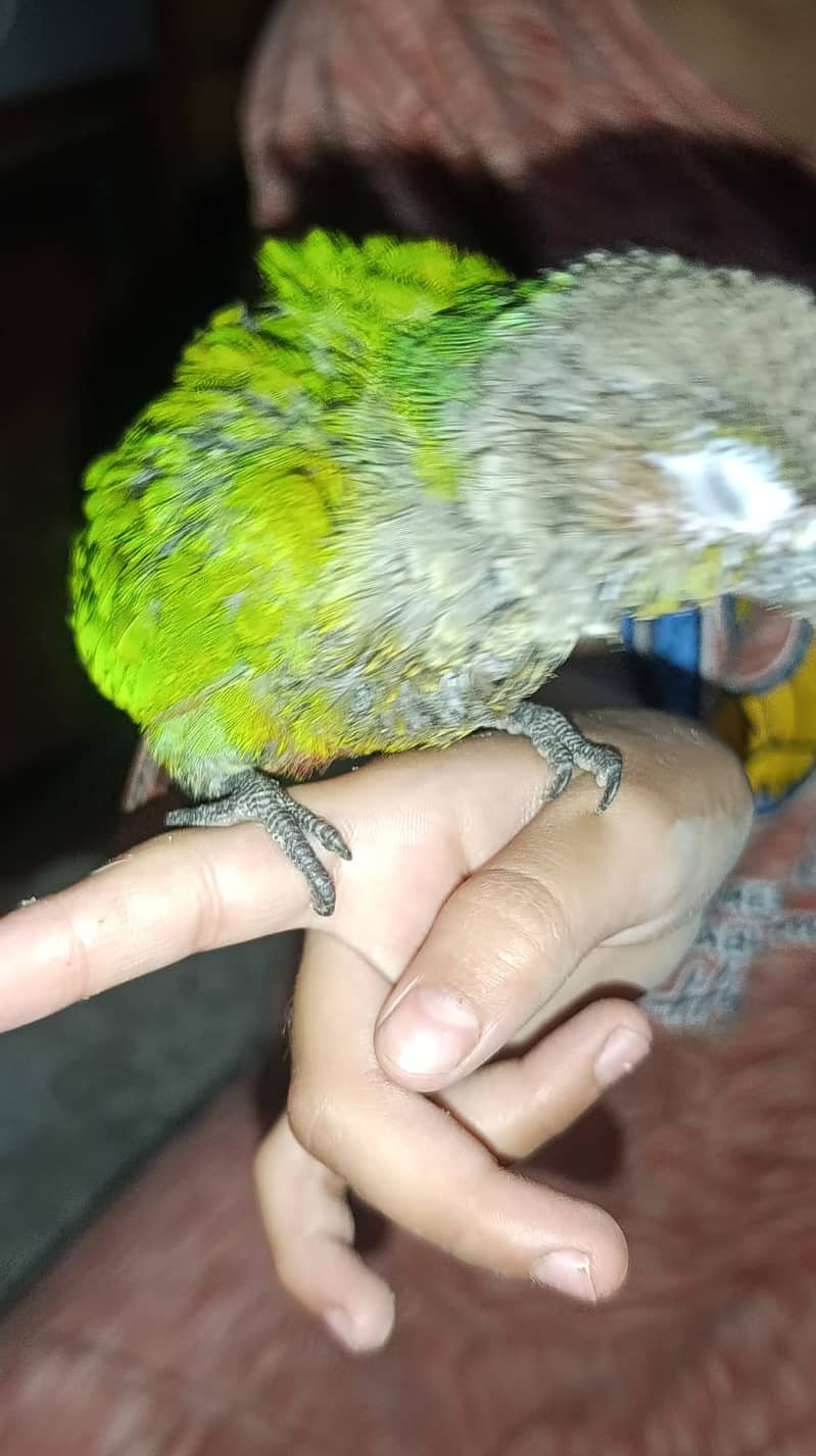 sunconure 6