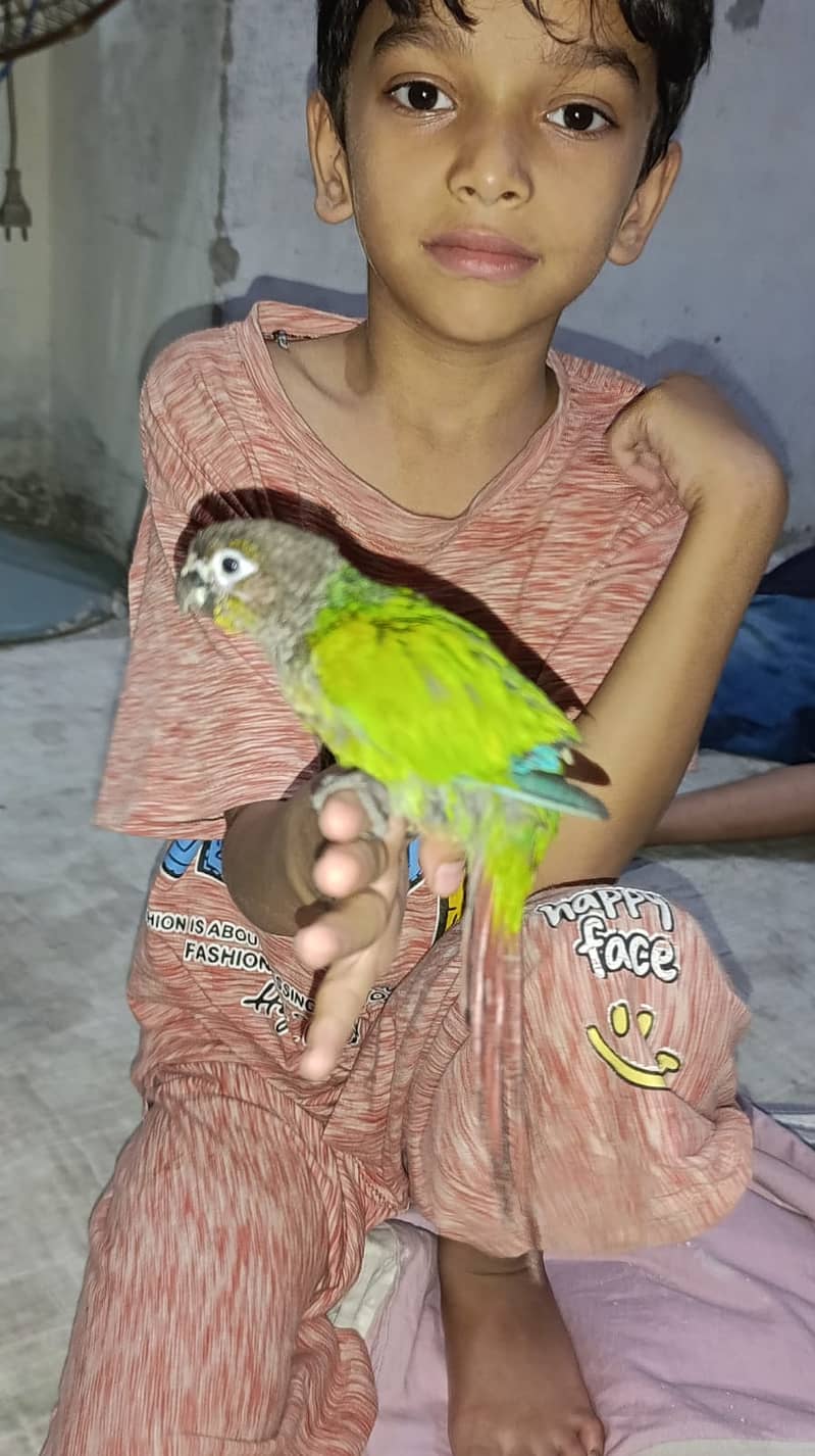 sunconure 7