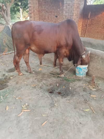 qurbani ka janwar