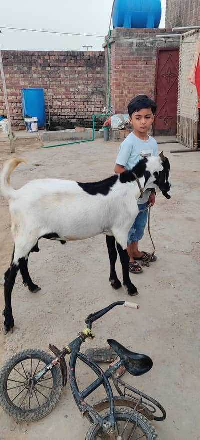 Desi bakra 03204592088