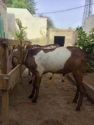 3 Goat For Sale (Qurbani janwar) Bakry for sale