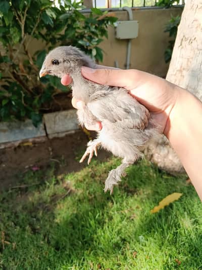 blue,golden,white heavy buff chicks