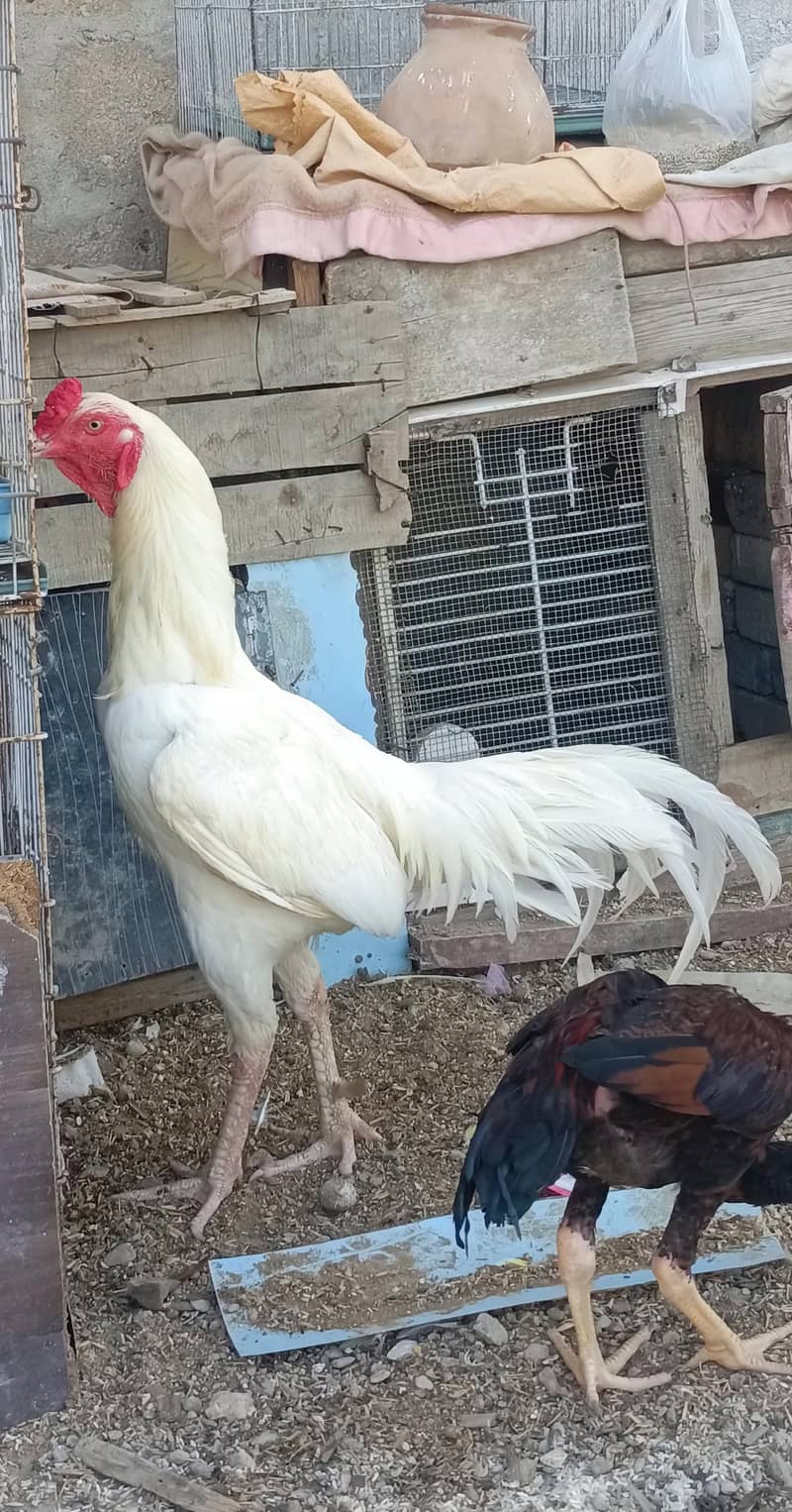 Hera aseel 1
