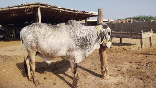 Bachra for sale urgent