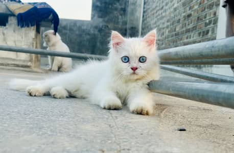 Persian cat long coat age 3 months