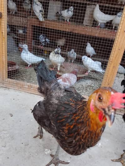 beautiful 2 hens and one cock