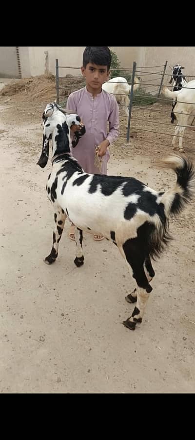 2 Bakra for sale Donday