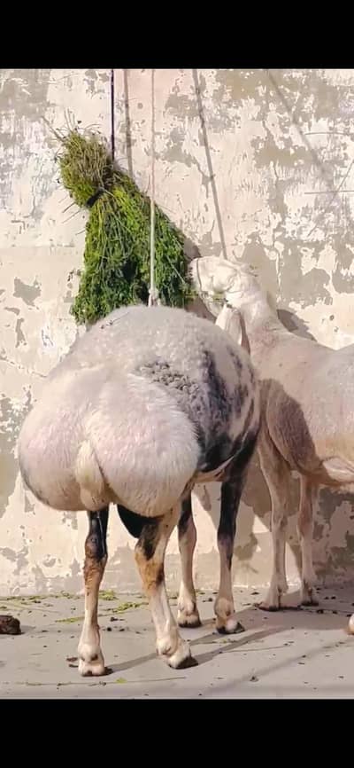 Sheep dumba turkey cross bakra chacki wala dumba