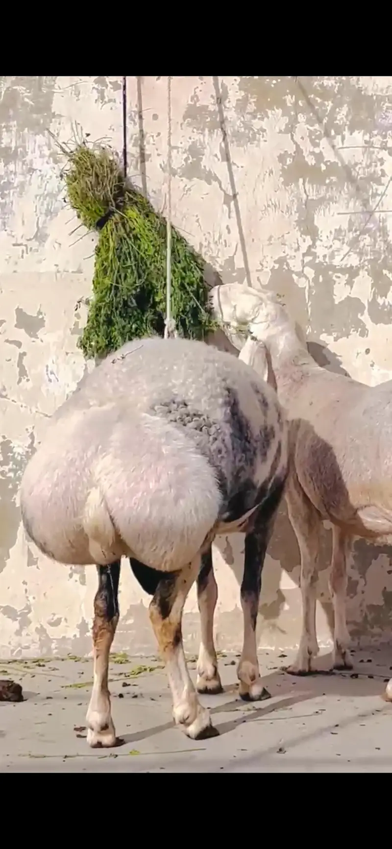 Sheep dumba turkey cross bakra chacki wala dumba