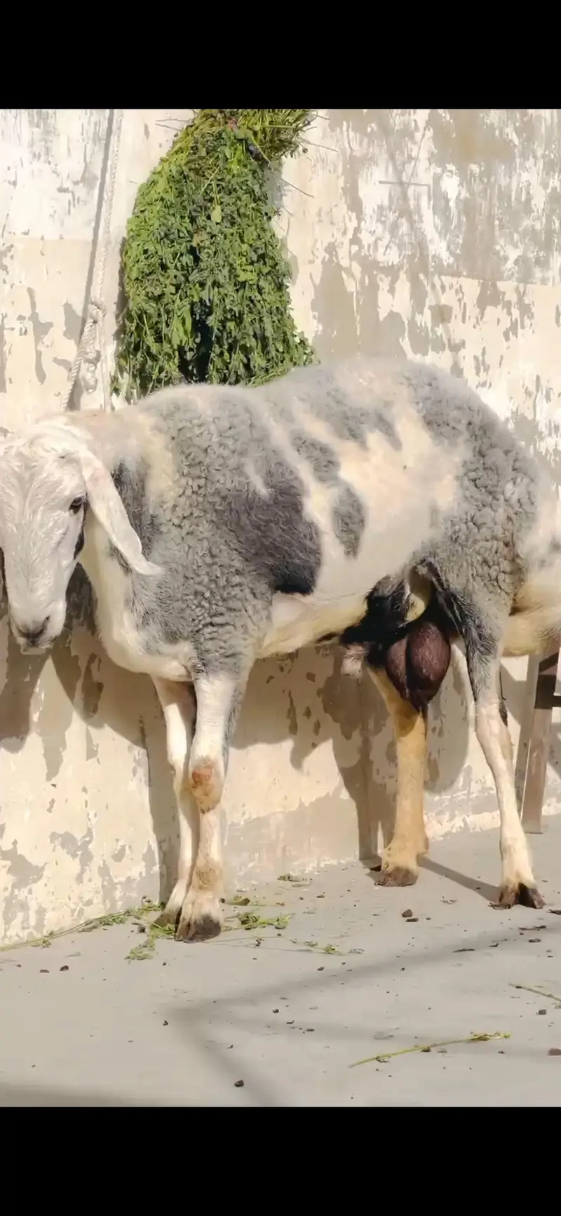 Sheep dumba turkey cross bakra chacki wala dumba — photo 2