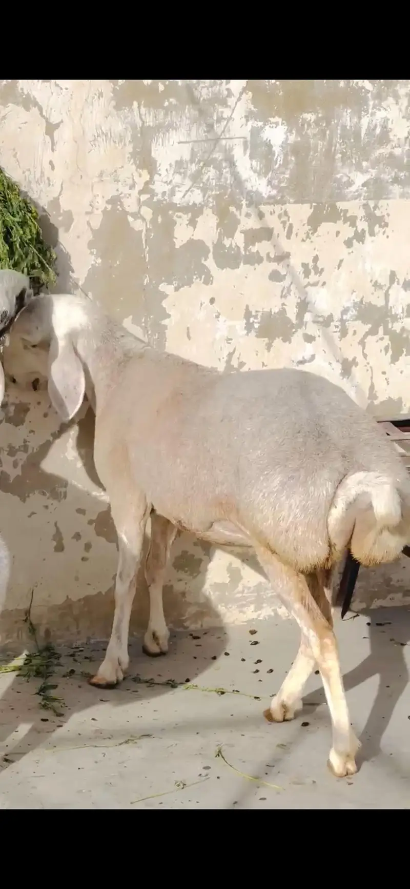 Sheep dumba turkey cross bakra chacki wala dumba — photo 3