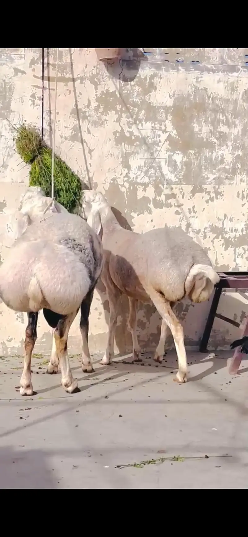 Sheep dumba turkey cross bakra chacki wala dumba — photo 4