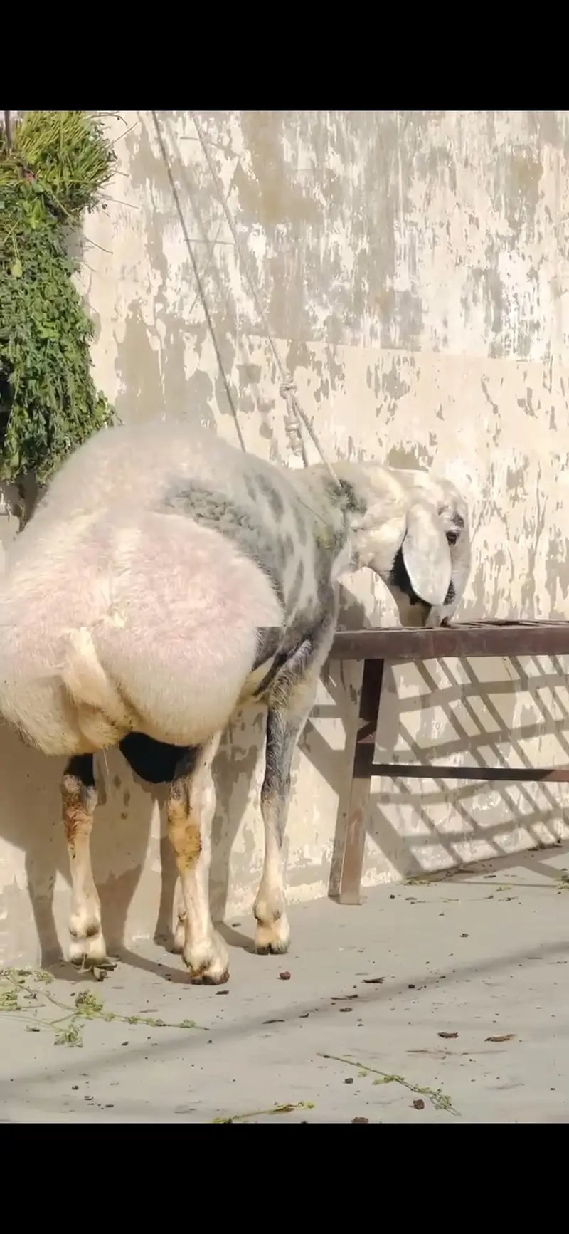 Sheep dumba turkey cross bakra chacki wala dumba — photo 5