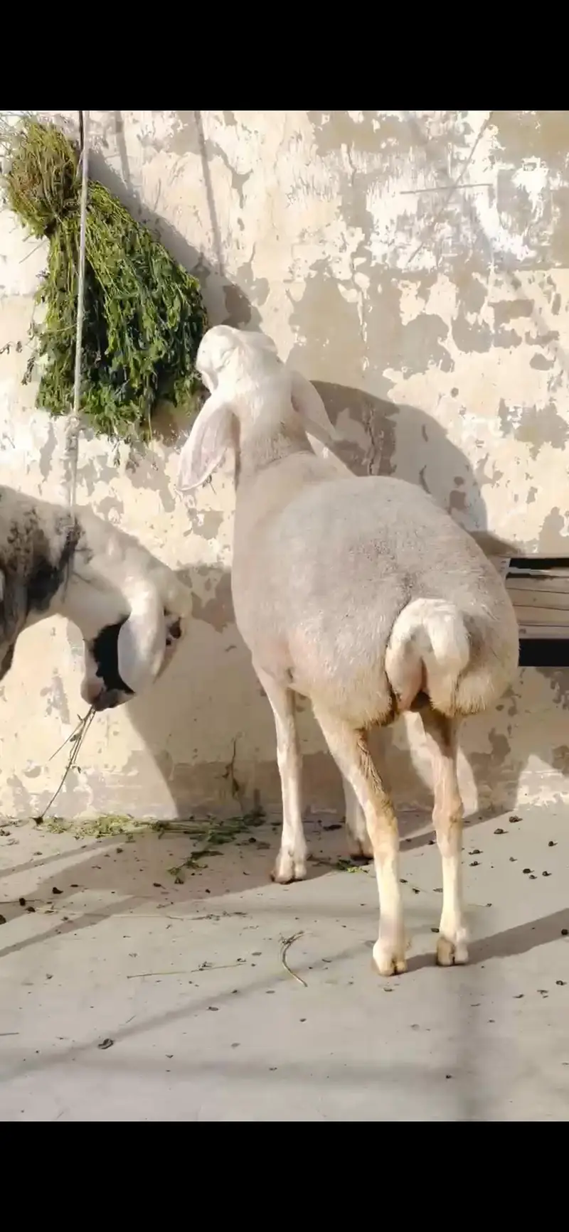 Sheep dumba turkey cross bakra chacki wala dumba — photo 6