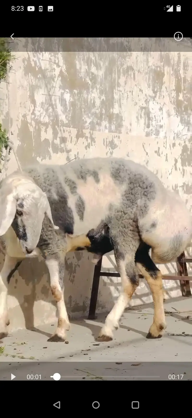 Sheep dumba turkey cross bakra chacki wala dumba — photo 7