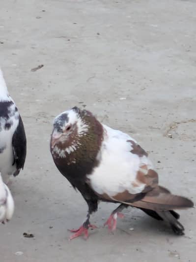 pair of pegion