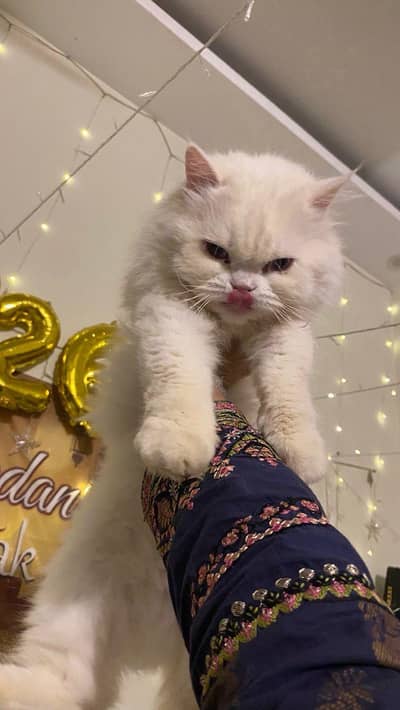 Persian cat