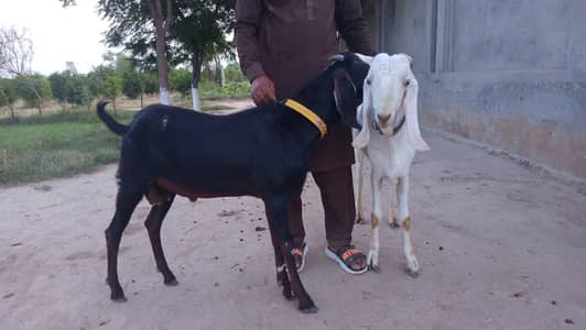Qurbani bkry achi Quality