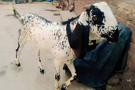 Doda bakra | sheep | Goat | Qurbani 2026