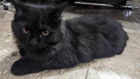 black cat